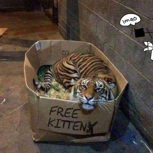 公猪配美女的动物
